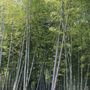国産竹材 100％使用